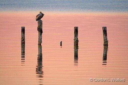 Pelly On A Piling_39491.jpg - Brown Pelican (Pelecanus occidentalis) photographed at sunrise along the Gulf coast in Goose Island State Park near Rockport, Texas, USA.